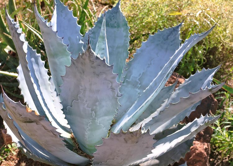 Agave Colorata Mescal Ceniza